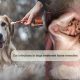 Natural Relief: Herbal Remedies for Dog Ear Infections Now! | The Ultimate Herbal Remedies Guide: Natural Healing for a Healthier Life