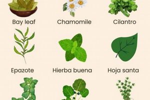 Explore: Herbal Mexico's Natural Wonders & Remedies | The Ultimate Herbal Remedies Guide: Natural Healing for a Healthier Life