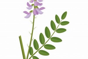 Natural: Herbal Metformin Goat's Rue - Benefits? The Ultimate Herbal Remedies Guide: Natural Healing for a Healthier Life Natural: Herbal Metformin Goat's Rue - Benefits? | The Ultimate Herbal Remedies Guide: Natural Healing for a Healthier Life