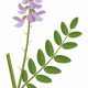 Natural: Herbal Metformin Goat's Rue - Benefits? | The Ultimate Herbal Remedies Guide: Natural Healing for a Healthier Life