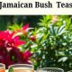 Unlock Jamaican Herbal Teas: Benefits & Recipes | The Ultimate Herbal Remedies Guide: Natural Healing for a Healthier Life