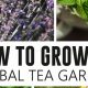 Grow Your Own: Herbal Tea Garden Oasis at Home | The Ultimate Herbal Remedies Guide: Natural Healing for a Healthier Life