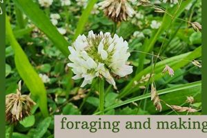 Nature's Aid: White Clover Herbal Uses &amp; Benefits | The Ultimate Herbal Remedies Guide: Natural Healing for a Healthier Life