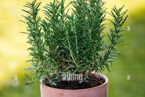 Grow Your Own: Potted Plant Herbal Remedies & More | The Ultimate Herbal Remedies Guide: Natural Healing for a Healthier Life