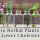 Best Lower Cholesterol Herbals: Naturally Better | The Ultimate Herbal Remedies Guide: Natural Healing for a Healthier Life