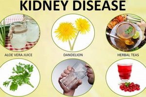 Natural Kidney Herbal Treatment: Support & Relief | The Ultimate Herbal Remedies Guide: Natural Healing for a Healthier Life