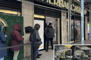 Your Guide to Herbal Care in NYC Wellness | The Ultimate Herbal Remedies Guide: Natural Healing for a Healthier Life