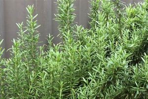 The Herbals: Grow & Use Your Herbal Rosemary Today! | The Ultimate Herbal Remedies Guide: Natural Healing for a Healthier Life