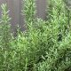 The Herbals: Grow & Use Your Herbal Rosemary Today! | The Ultimate Herbal Remedies Guide: Natural Healing for a Healthier Life