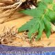 Natural Valerian Herbal Remedy: Uses & Benefits | The Ultimate Herbal Remedies Guide: Natural Healing for a Healthier Life