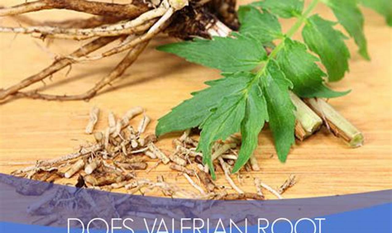 Natural Valerian Herbal Remedy: Uses & Benefits | The Ultimate Herbal Remedies Guide: Natural Healing for a Healthier Life