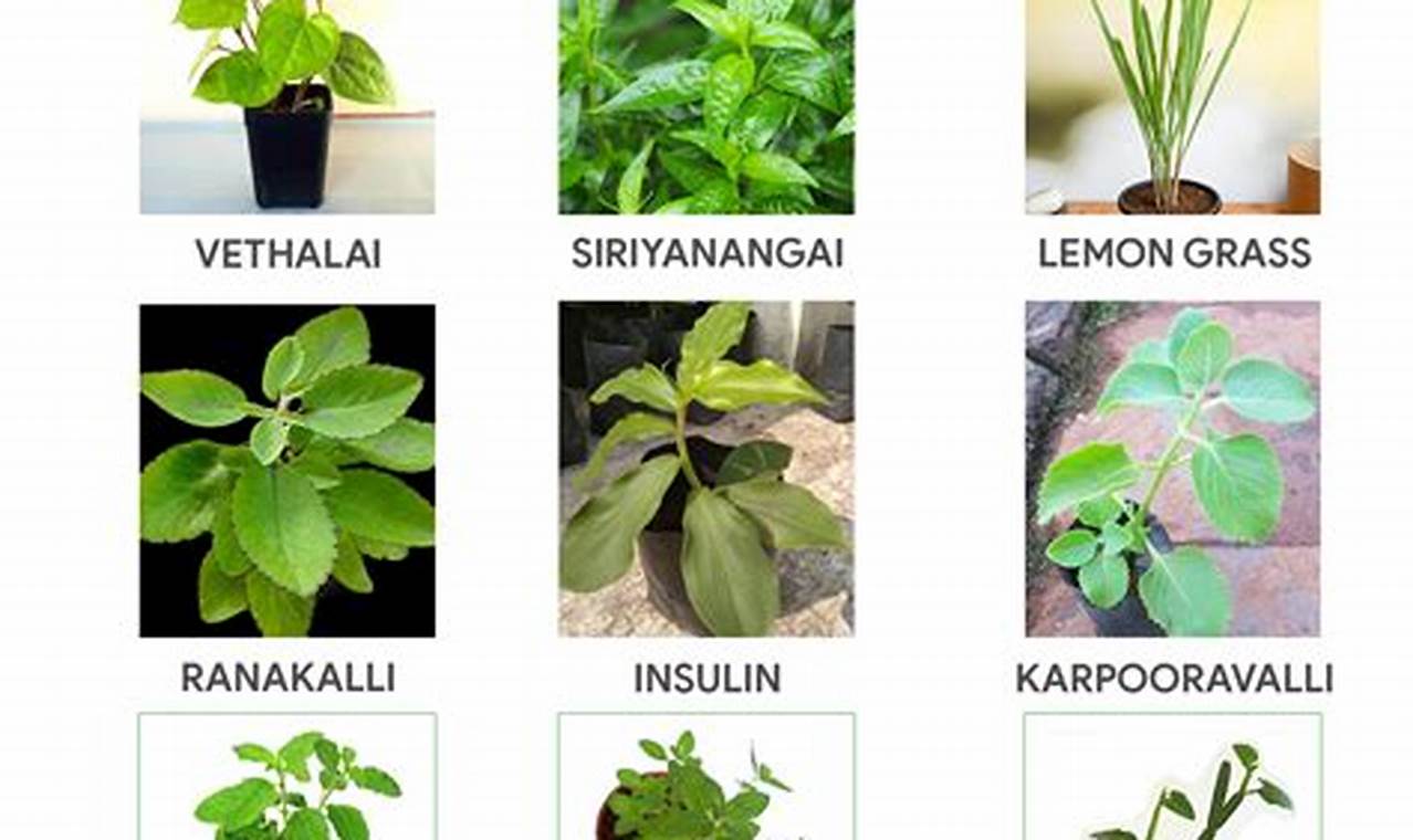 Nature's Power: Herbal and Plants - Your Wellness Guide The Ultimate Herbal Remedies Guide: Natural Healing for a Healthier Life Nature's Power: Herbal and Plants - Your Wellness Guide | The Ultimate Herbal Remedies Guide: Natural Healing for a Healthier Life
