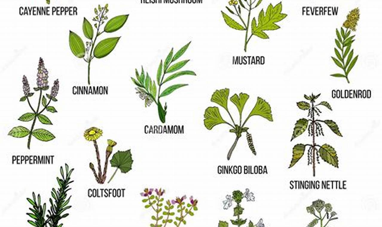 Top Best Herbal Remedies for Allergies | Relief Guide The Ultimate Herbal Remedies Guide: Natural Healing for a Healthier Life Top Best Herbal Remedies for Allergies | Relief Guide | The Ultimate Herbal Remedies Guide: Natural Healing for a Healthier Life