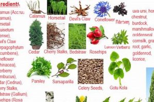 Best Herbal Tea for UTI: Soothe & Prevent Infections! The Ultimate Herbal Remedies Guide: Natural Healing for a Healthier Life Best Herbal Tea for UTI: Soothe & Prevent Infections! | The Ultimate Herbal Remedies Guide: Natural Healing for a Healthier Life