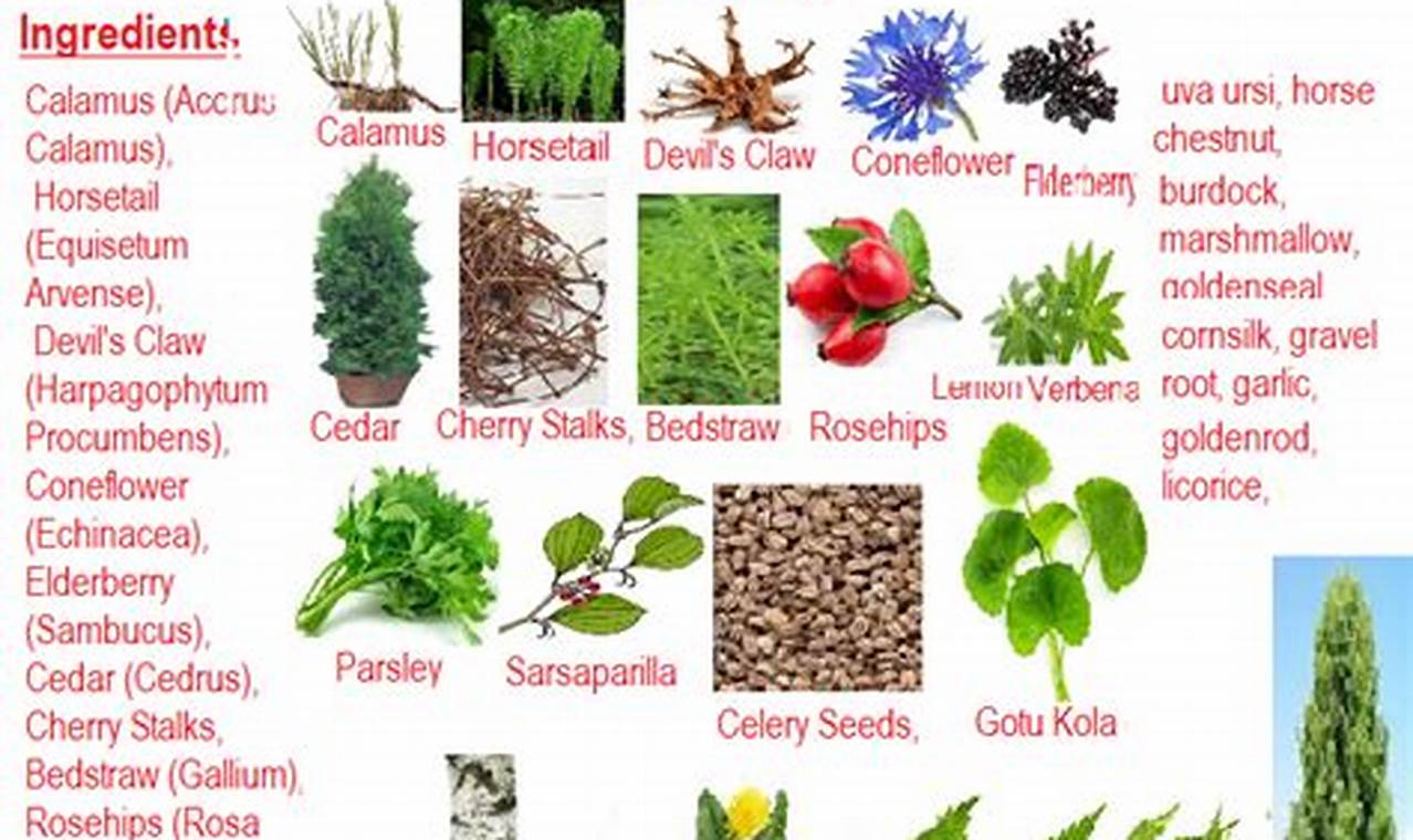 Best Herbal Tea for UTI: Soothe &amp; Prevent Infections! | The Ultimate Herbal Remedies Guide: Natural Healing for a Healthier Life