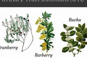 Natural Relief: Herbal Remedies UTI & Prevention The Ultimate Herbal Remedies Guide: Natural Healing for a Healthier Life Natural Relief: Herbal Remedies UTI & Prevention | The Ultimate Herbal Remedies Guide: Natural Healing for a Healthier Life