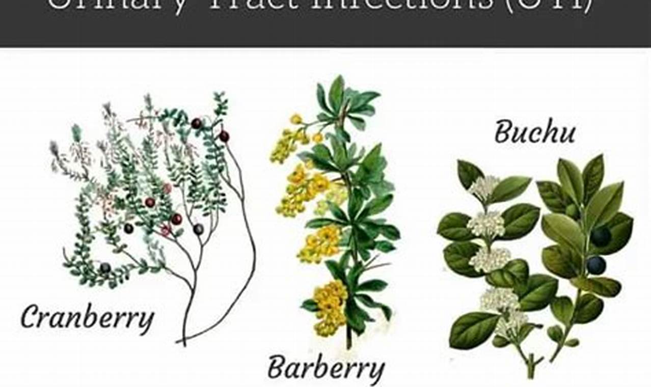 Natural Relief: Herbal Remedies UTI & Prevention The Ultimate Herbal Remedies Guide: Natural Healing for a Healthier Life Natural Relief: Herbal Remedies UTI & Prevention | The Ultimate Herbal Remedies Guide: Natural Healing for a Healthier Life
