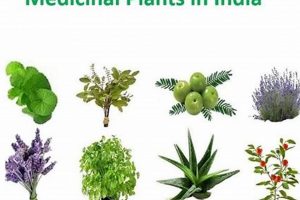 Ancient Herbals: Plants in India & Their Uses | The Ultimate Herbal Remedies Guide: Natural Healing for a Healthier Life