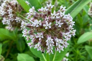 Unlocking Milkweed: Herbal Uses &amp; Cautions Guide | The Ultimate Herbal Remedies Guide: Natural Healing for a Healthier Life
