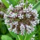 Unlocking Milkweed: Herbal Uses &amp; Cautions Guide | The Ultimate Herbal Remedies Guide: Natural Healing for a Healthier Life