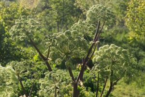 Benefits of Angelica Herbal Plant: Uses & More | The Ultimate Herbal Remedies Guide: Natural Healing for a Healthier Life