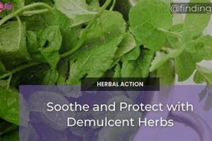 Natural Herbal Demulcents: Soothe & Protect! | The Ultimate Herbal Remedies Guide: Natural Healing for a Healthier Life
