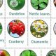 Pregnancy & Herbal Supplements: What's Safe? | The Ultimate Herbal Remedies Guide: Natural Healing for a Healthier Life