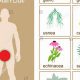 Natural Herbal Remedies for Chlamydia: What Works? | The Ultimate Herbal Remedies Guide: Natural Healing for a Healthier Life