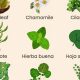 Unveiling Herbolaria: Herbal Remedies in Spanish & Beyond! | The Ultimate Herbal Remedies Guide: Natural Healing for a Healthier Life
