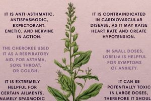 Herbal Power: Lobelia Herbal Uses & Benefits Guide The Ultimate Herbal Remedies Guide: Natural Healing for a Healthier Life Herbal Power: Lobelia Herbal Uses & Benefits Guide | The Ultimate Herbal Remedies Guide: Natural Healing for a Healthier Life