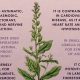 Herbal Power: Lobelia Herbal Uses & Benefits Guide | The Ultimate Herbal Remedies Guide: Natural Healing for a Healthier Life