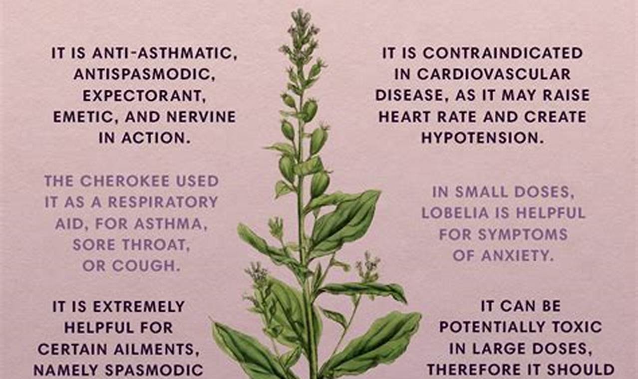 Herbal Power: Lobelia Herbal Uses & Benefits Guide The Ultimate Herbal Remedies Guide: Natural Healing for a Healthier Life Herbal Power: Lobelia Herbal Uses & Benefits Guide | The Ultimate Herbal Remedies Guide: Natural Healing for a Healthier Life