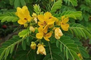 Natural Herbal Senna: Benefits & Risks | The Ultimate Herbal Remedies Guide: Natural Healing for a Healthier Life