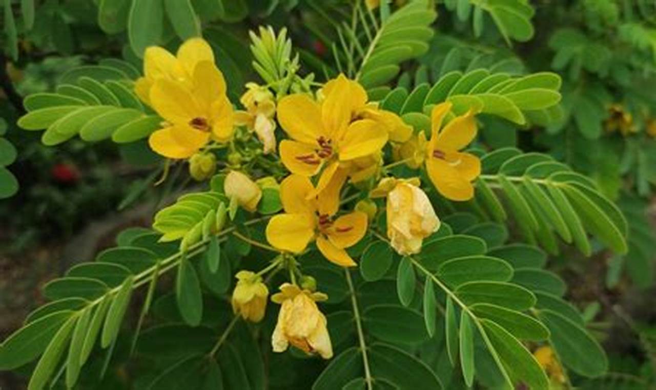 Natural Herbal Senna: Benefits & Risks | The Ultimate Herbal Remedies Guide: Natural Healing for a Healthier Life