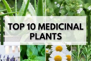 Top Best Herbal Plants for Natural Healing Today | The Ultimate Herbal Remedies Guide: Natural Healing for a Healthier Life