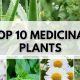 Top Best Herbal Plants for Natural Healing Today | The Ultimate Herbal Remedies Guide: Natural Healing for a Healthier Life