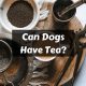 Safe Brews? Can Dogs Have Herbal Tea? + Guide | The Ultimate Herbal Remedies Guide: Natural Healing for a Healthier Life
