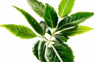 Best Herbal Leaves: Uses, Benefits & More! | The Ultimate Herbal Remedies Guide: Natural Healing for a Healthier Life