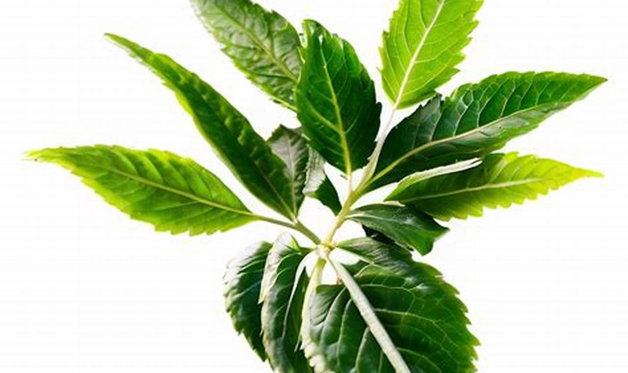 Best Herbal Leaves: Uses, Benefits & More! | The Ultimate Herbal Remedies Guide: Natural Healing for a Healthier Life