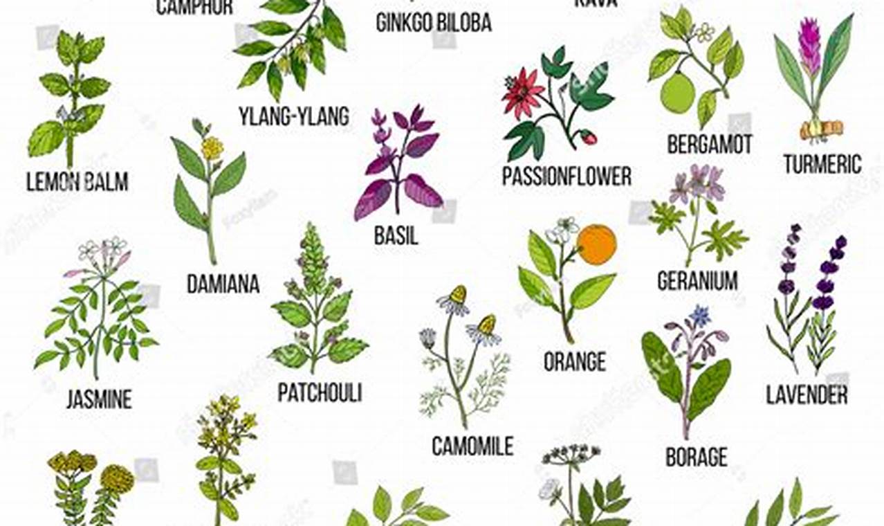 Natural Herbal Antidepressants: Boost Mood Naturally | The Ultimate Herbal Remedies Guide: Natural Healing for a Healthier Life