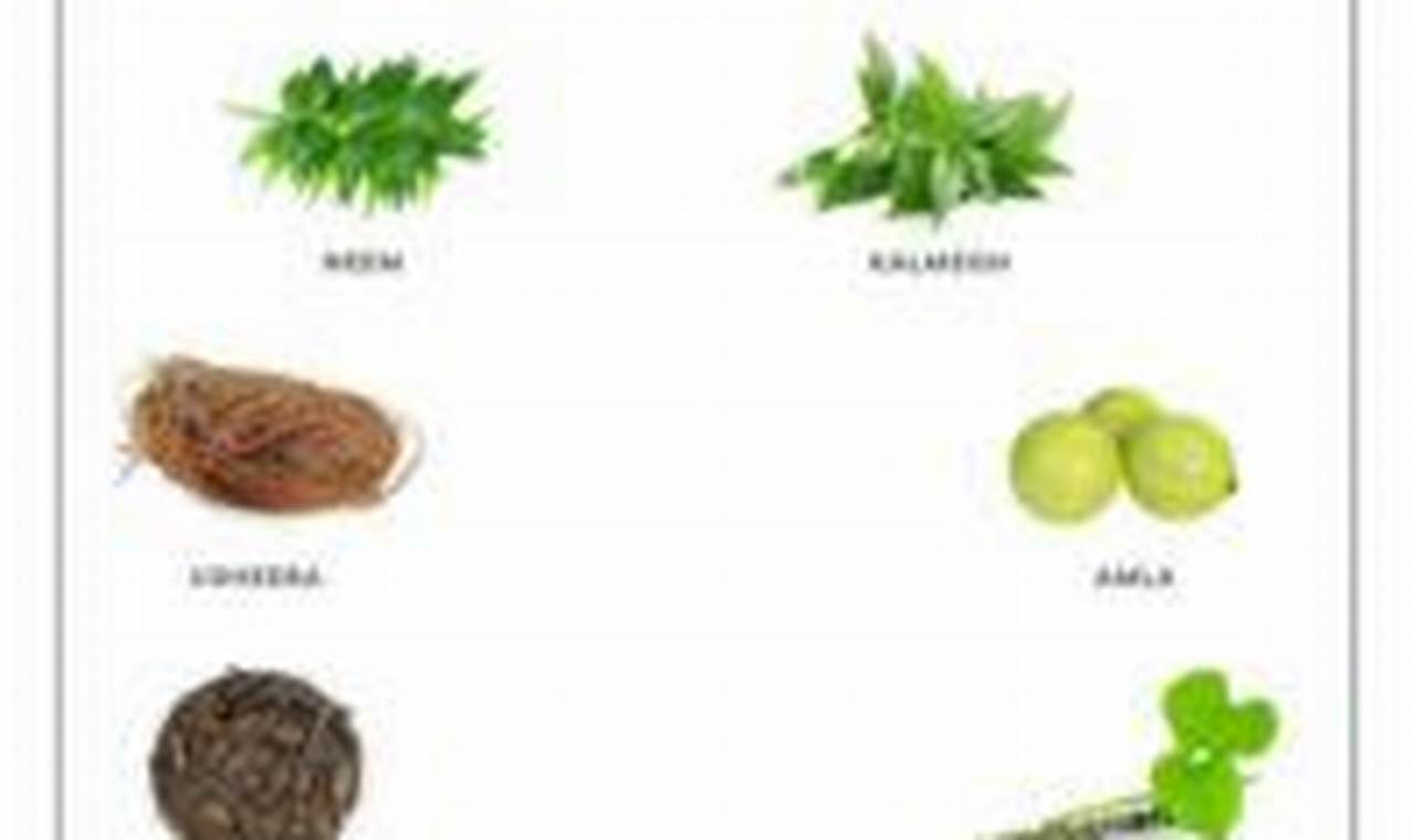 Natural Herbal Treatment for Gastritis: Relief & Remedies The Ultimate Herbal Remedies Guide: Natural Healing for a Healthier Life Natural Herbal Treatment for Gastritis: Relief & Remedies | The Ultimate Herbal Remedies Guide: Natural Healing for a Healthier Life