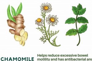 Best Herbal Tea to Help Diarrhea: Natural Soothe + Tips The Ultimate Herbal Remedies Guide: Natural Healing for a Healthier Life Best Herbal Tea to Help Diarrhea: Natural Soothe + Tips | The Ultimate Herbal Remedies Guide: Natural Healing for a Healthier Life