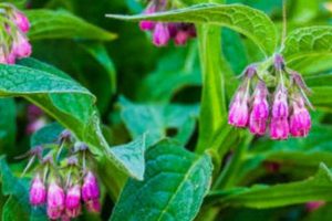 Healing Herbal Comfrey: Benefits & Safe Uses Guide The Ultimate Herbal Remedies Guide: Natural Healing for a Healthier Life Healing Herbal Comfrey: Benefits & Safe Uses Guide | The Ultimate Herbal Remedies Guide: Natural Healing for a Healthier Life