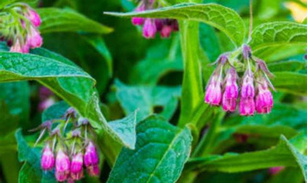 Healing Herbal Comfrey: Benefits & Safe Uses Guide The Ultimate Herbal Remedies Guide: Natural Healing for a Healthier Life Healing Herbal Comfrey: Benefits & Safe Uses Guide | The Ultimate Herbal Remedies Guide: Natural Healing for a Healthier Life