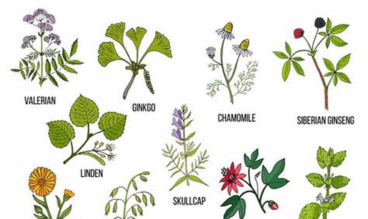 Natural Boost: Herbal Treatment for ADHD Relief The Ultimate Herbal Remedies Guide: Natural Healing for a Healthier Life Natural Boost: Herbal Treatment for ADHD Relief | The Ultimate Herbal Remedies Guide: Natural Healing for a Healthier Life