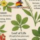 Discover Jamaica Herbal Remedies: Nature's Healing Touch | The Ultimate Herbal Remedies Guide: Natural Healing for a Healthier Life