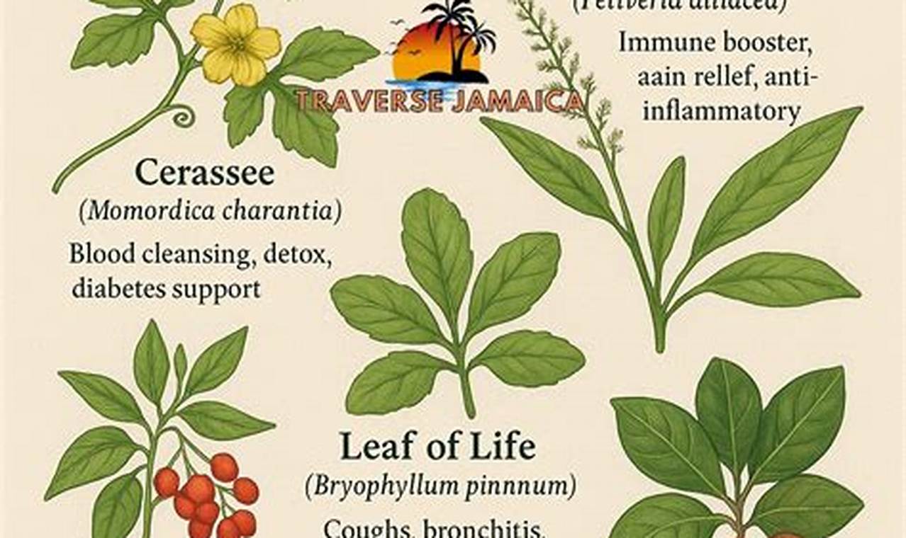 Discover Jamaica Herbal Remedies: Nature's Healing Touch | The Ultimate Herbal Remedies Guide: Natural Healing for a Healthier Life