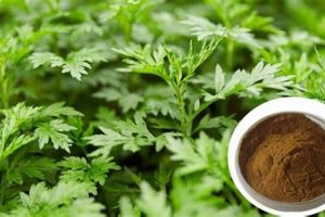 Ancient Remedy: Artemisia Argyi Herbal Uses & Benefits The Ultimate Herbal Remedies Guide: Natural Healing for a Healthier Life Ancient Remedy: Artemisia Argyi Herbal Uses & Benefits | The Ultimate Herbal Remedies Guide: Natural Healing for a Healthier Life
