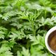 Ancient Remedy: Artemisia Argyi Herbal Uses & Benefits | The Ultimate Herbal Remedies Guide: Natural Healing for a Healthier Life