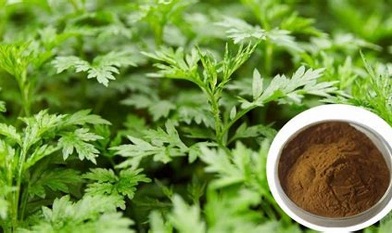 Ancient Remedy: Artemisia Argyi Herbal Uses & Benefits | The Ultimate Herbal Remedies Guide: Natural Healing for a Healthier Life